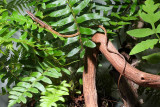 Long Tailed Grass Lizzard - Takydromus sexlineatus (male)