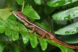 Long Tailed Grass Lizzard - Takydromus sexlineatus  (male)