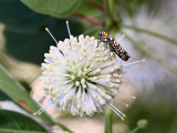 Ailanthus Webworm moth