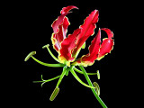 Gloriosa rothschildiana