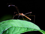 Stilt Bug