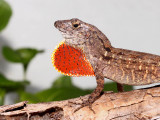 Brown Anole - Anolis sagrei