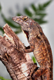 Brown Anole - Anolis sagrei