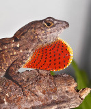 Brown Anole - Anolis sagrei