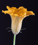 Pumpkin flower