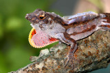 Brown Anole Sheds