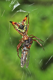 Spider - Micrathena sagittata