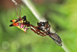 Spider - Micrathena sagittata