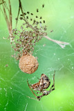 Spider family