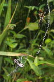 Spider Argiope aurantia with Dragonfly