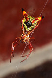 Spider - Micrathena sagittata