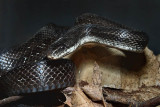 Black Ratsnake