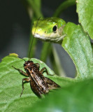 Rough Green Snake