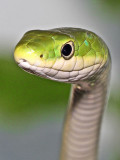 Rough Green Snake