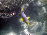 Yellow Tail Fish