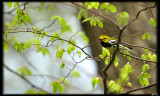 Black throat Green Warbler