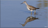Greater Yellowlegs