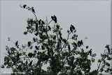 Cormorant Tree