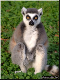 Ring-Tailed Lemur