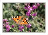 Small Tortoiseshell Butterfly