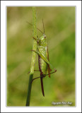 Great Green Bush-cricket.
