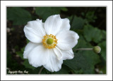 CambridgeFlower2.