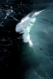 Surfs Up