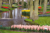 Keukenhof3n.jpg