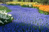 Keukenhof051n.jpg