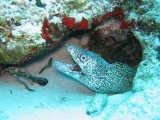 Spotted Moray