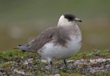 Arctic Skua