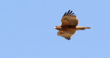 Bonellis Eagle