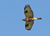 Rough-legged Buzzard