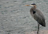 Blue Heron