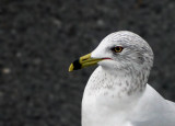 Ring Billed Gull