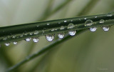 Drops of Life