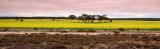 Wheatbelt colour