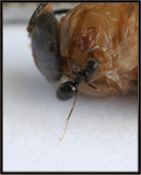 ant on tip toe with varroa mite on pupa IMG_8948PB.jpg