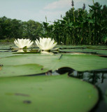 A frogs eye view of the lily pad pool