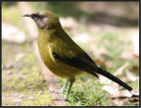 Bellbird, 3 (Korimako) (Anthornis melanura melanura)