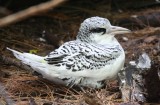 White-tailed Tropicbird, Chick