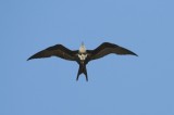 Greater Frigatebird