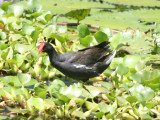 Common Moorhen