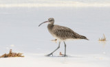 Whimbrel