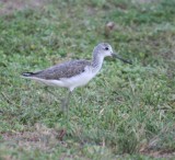 Common Greenshank