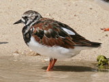 Ruddy Turnstone