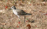 Curlew Sandpiper