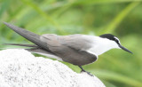 Bridled Tern