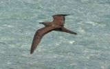 Brown Noddy