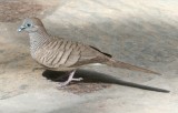 Zebra Dove